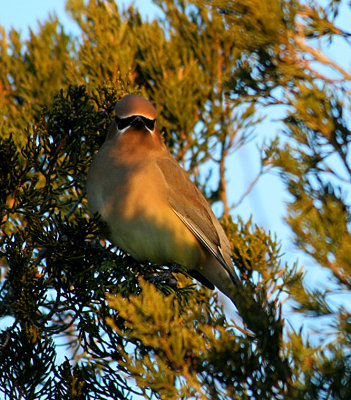 2.10 118_Cedar Waxwing_1.jpg