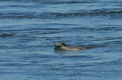 IMG_9542_Seal_1.jpg