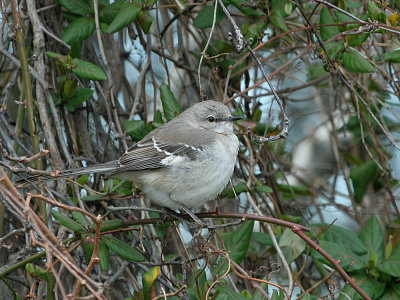 Mocking bird