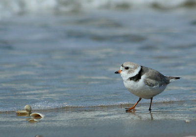Piping Plover