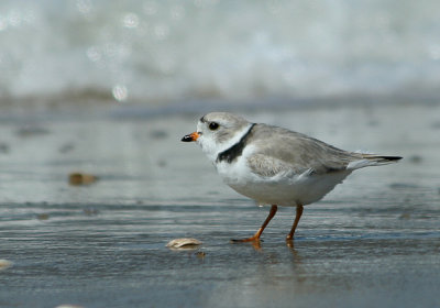 IMG_9575_Piping Plover1.jpg