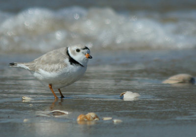 IMG_9577_Piping Plover-1.jpg