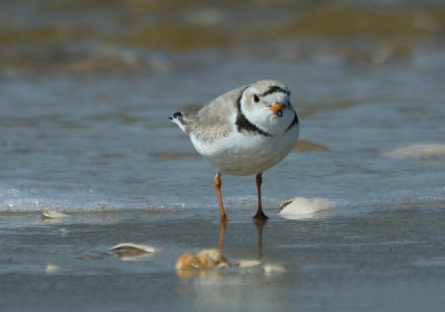 IMG_9578_Piping Plover-1.jpg