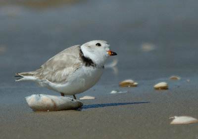 IMG_9591_piping plover-1.jpg