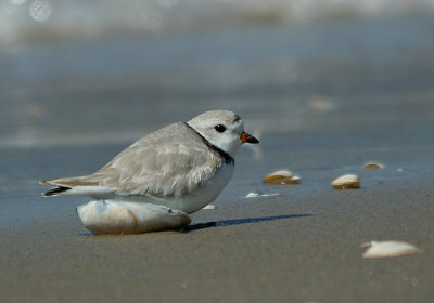 IMG_9594_Piping Plover-1.jpg