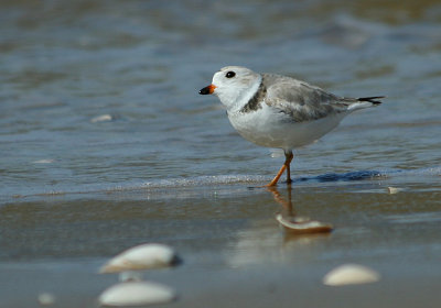 IMG_9615_Piping Plover-1.jpg