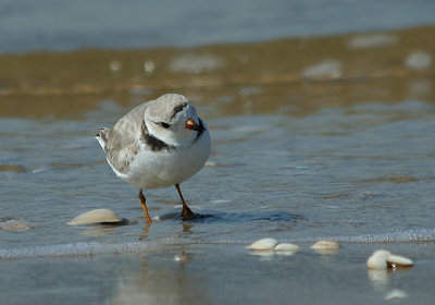 IMG_9638_Piping Plover-1.jpg