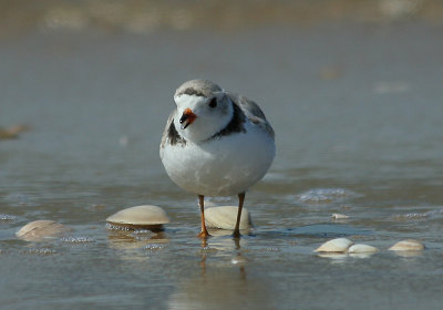 IMG_9639_Piping Plover-1.jpg