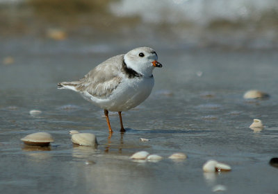 IMG_9646_Piping Plover.jpg