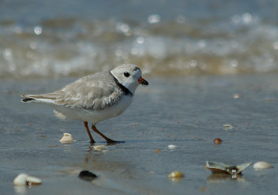 IMG_9648_Piping Plover-1.jpg