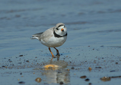 IMG_9713_Piping Plover-1.jpg