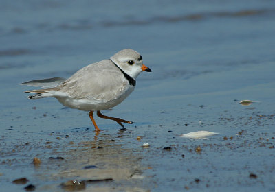 IMG_9718_Piping Plover-1.jpg