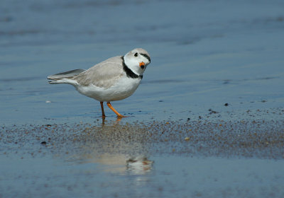 IMG_9722_Piping Plover-1.jpg