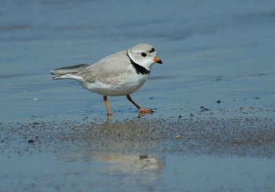 IMG_9723_Piping Plover-1.jpg