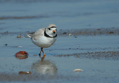IMG_9726_Piping Plover-1.jpg