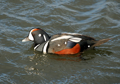 IMG_4564_Harlequin Duck.jpg