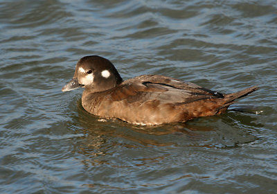 IMG_4566_Harlequin Duckjuvenile.jpg