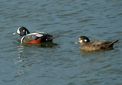 IMG_4567 Harlequin Duck.jpg