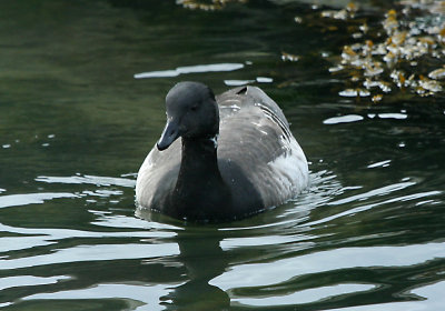 brant