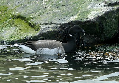 IMG_4952 Brant.jpg
