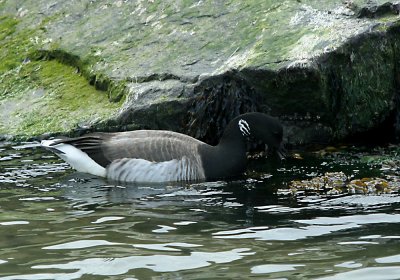 IMG_4953 Brant.jpg