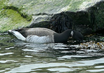 IMG_4954 Brant.jpg