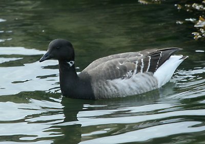 IMG_4961_Brant.jpg