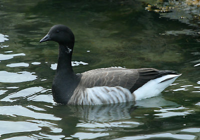 IMG_4967_Brant.jpg