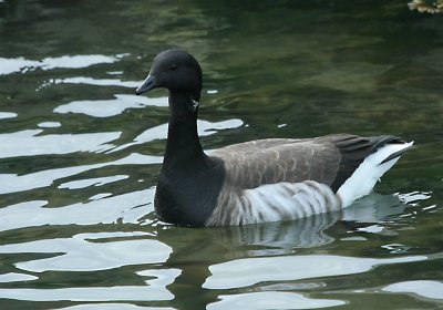 IMG_4970 Brant.jpg