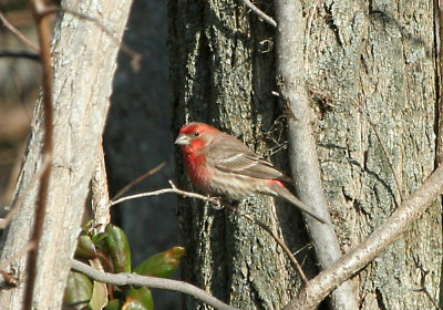 IMG_5002_House Finch.jpg
