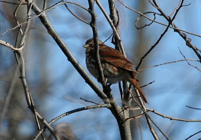 IMG_5006_Fox Sparrowred.jpg