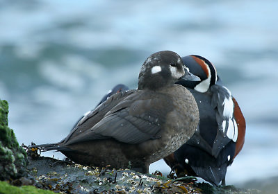 IMG_4935_Harlequin Duck.jpg