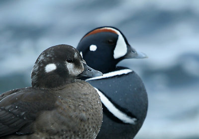 IMG_4938_Harlequin Duck.jpg