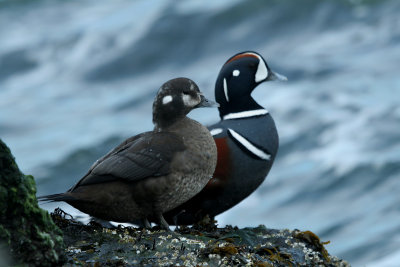 IMG_4940_Harlequin Duck.jpg