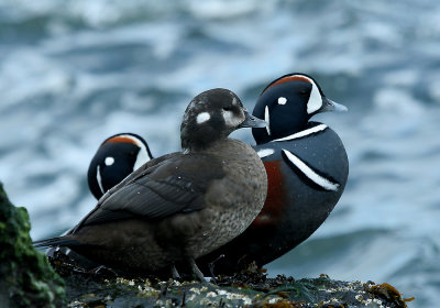 IMG_4947_Harlequin Duck.jpg