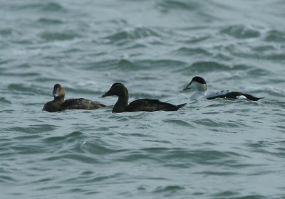 IMG_4757_Common Eider.jpg