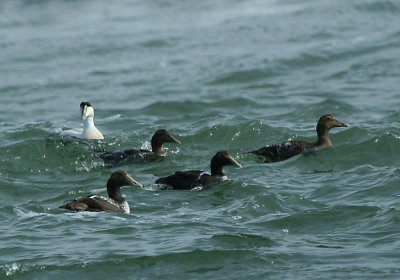 IMG_4763_Common Eider.jpg