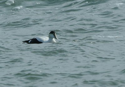 IMG_4771_Common Eider.jpg