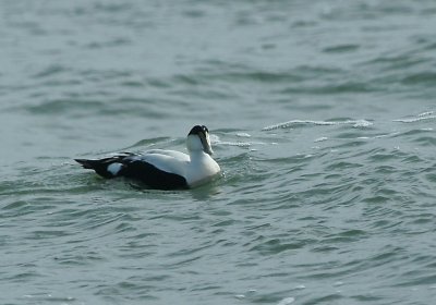 IMG_4774_Common Eider.jpg