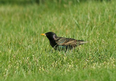 IMG_5967_Starling.jpg