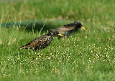 IMG_5955_Starling.jpg