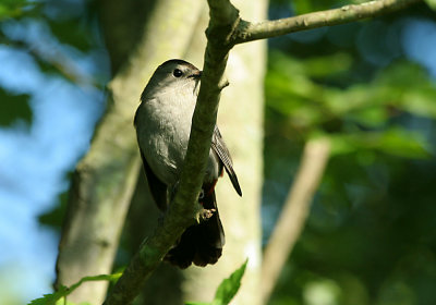 gray_catbird