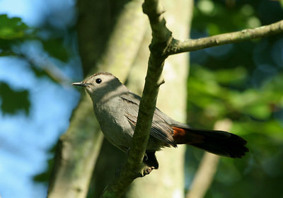 IMG_0241_1_Gray CatBird.jpg