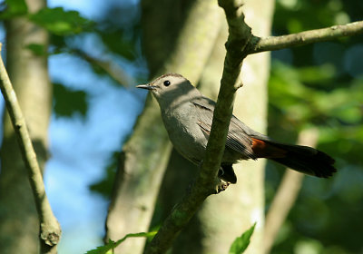 IMG_0243_1_Gray CatBird.jpg