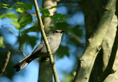IMG_0249_1_Gray CatBird.jpg