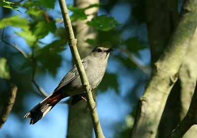 IMG_0252_1_ Gray CatBird.jpg