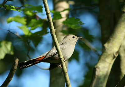 IMG_0255_1_Gray CatBird.jpg