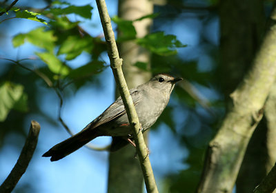 IMG_0259_1_Gray CatBird.jpg