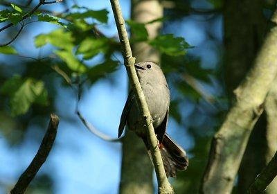 IMG_0261_1_Gray CatBird.jpg