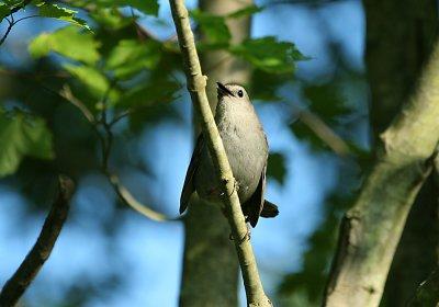 IMG_0265_1_Gray CatBird.jpg